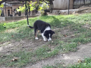 Baiat Border collie - imagine 3