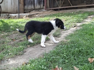Baiat Border collie - imagine 2