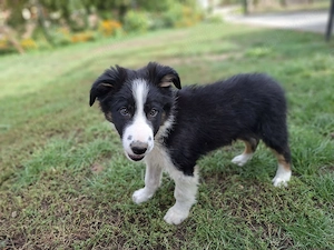 Baiat Border collie - imagine 5