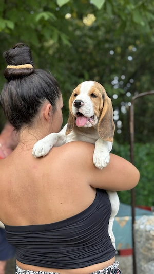 Beagle tricolori superbi. - imagine 2