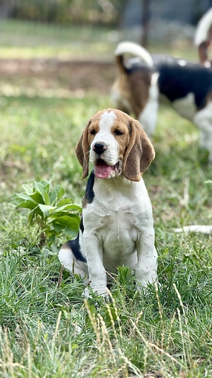 Beagle tricolori superbi.
