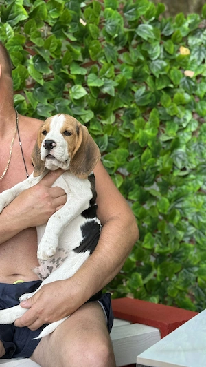 Pui Beagle tricolor  - imagine 3