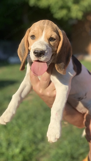 Pui Beagle tricolor 