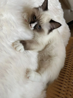 Ragdoll Femelă 