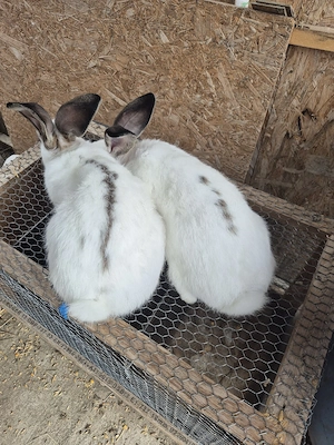 Disponibili 2 masculi