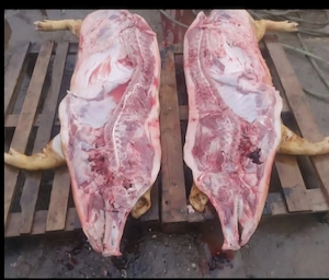 Carcasa porc ..