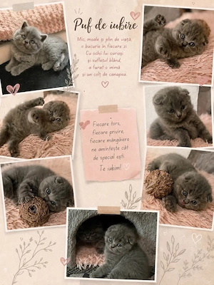British scottish fold  shorthair blue
