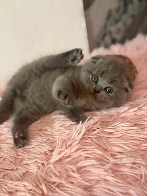 British shorthair blue scottish fold - imagine 3