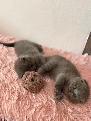 British shorthair blue scottish fold - imagine 4