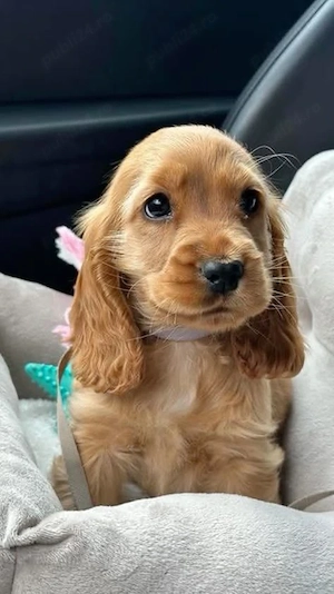 Cocker Spaniel Englez - Canisă autorizată 