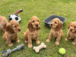 Cocker Spaniel Englez auriu - Canisă autorizată 