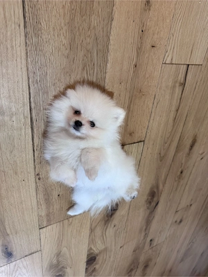 pomeranian femele pui 