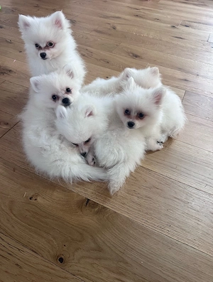 pomeranian femele pui  - imagine 5