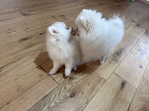 pomeranian femele pui  - imagine 3