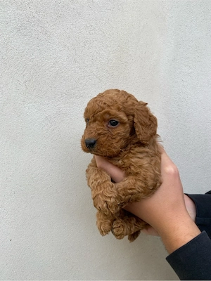 Băiețel Pudel Poodle Caniche - imagine 2