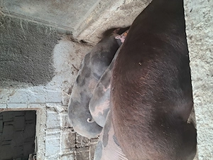 Disponibili porci pentru craciun - imagine 3