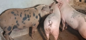 porci 130-350 kg - imagine 2