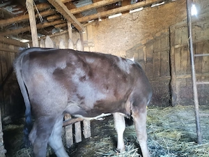 De vânzare vițea, 3200 lei