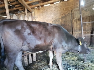 De vânzare vițea, 3200 lei
