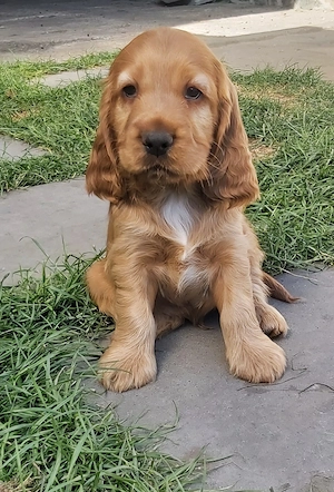 Cocker Spaniel