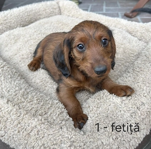 Doxiepoo (mama Teckel și tatăl Poodle mini) de vânzare 