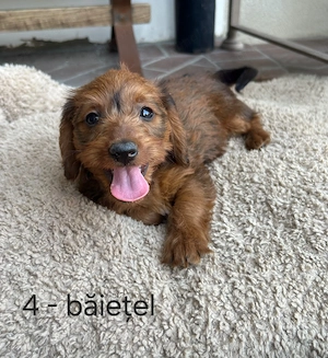 Doxiepoo (mama Teckel și tatăl Poodle mini) de vânzare 