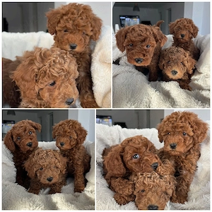 Caniche Pudel Poodle Red Miniature Toy