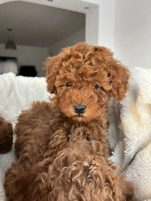 Caniche Pudel Poodle Red Miniature Toy - imagine 2