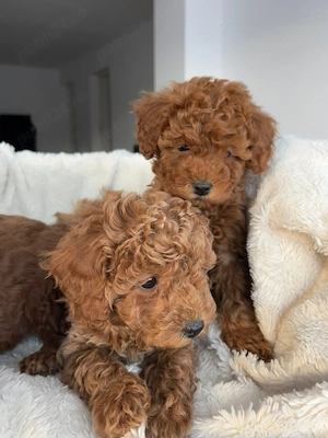 Caniche Pudel Poodle Red Miniature Toy - imagine 4