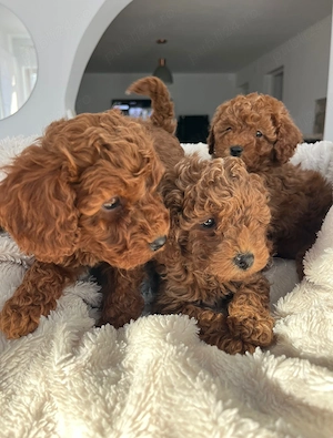Caniche Pudel Poodle Red Miniature Toy - imagine 3