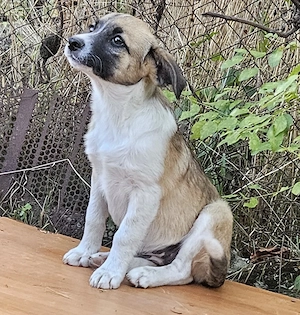 Ofer spre adoptie doua cateluse