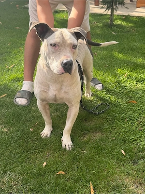 catel amstaff - imagine 3