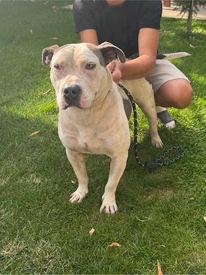 catel amstaff