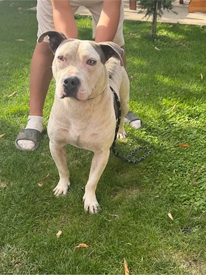 catel amstaff - imagine 2