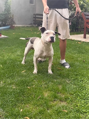 catel amstaff - imagine 4