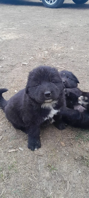 Vand catei ciobanesc corb