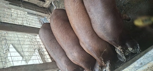 Vând grăsuni duroc 