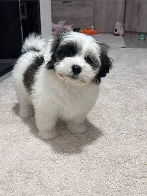 bichon havanez alb cu pete 