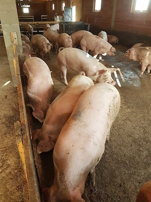 porci de vanzare  - imagine 4