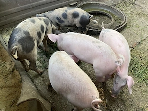 Purcei de vânzare