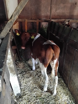 Vitele red holstein 3 bucati de 5 luni - imagine 2