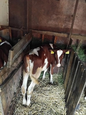 Vitele red holstein 3 bucati de 5 luni - imagine 3