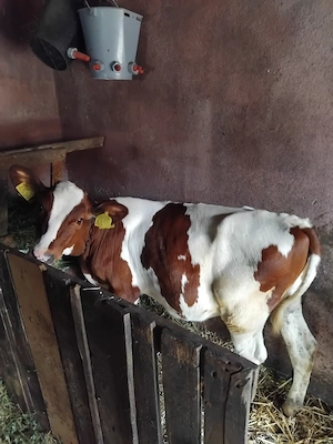 Vitele red holstein 3 bucati de 5 luni