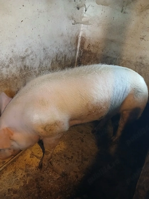 Vind Vier rasa de carne Pietrian cu Marele Alb  - imagine 2