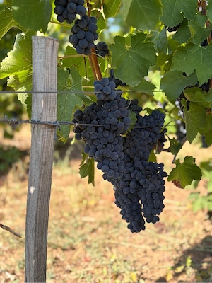 Struguri de vin Caraula, Dolj   4 lei kg, culeși de noi