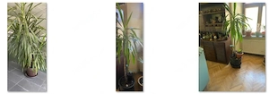 Yucca,plantä apartament de mare expresie si efect,mature si puieti. 