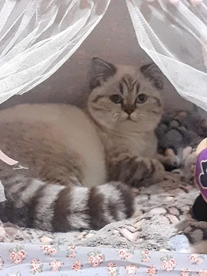 British Shorthair Silver Tabby  - imagine 3
