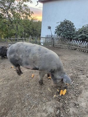 porc de tăiat - imagine 2