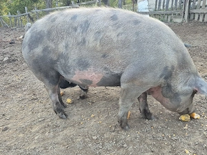 porc de tăiat