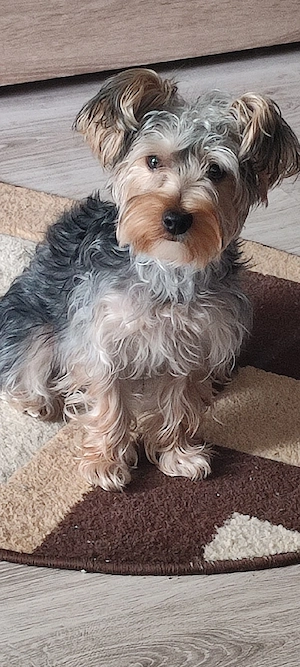 Vand pui Yorkshire Terrier minitoy  - imagine 3
